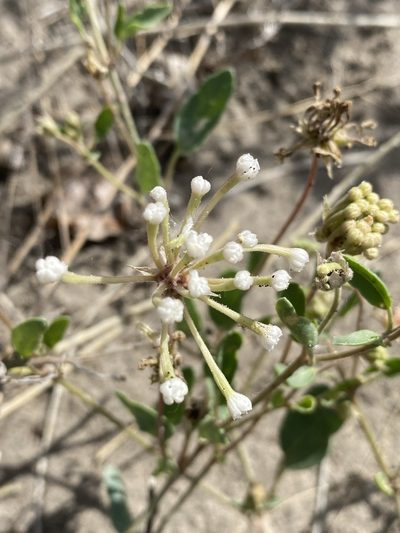 Abronia mellifera, photographed by Matt Berger