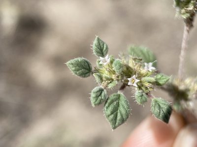 Tiquilia nuttallii, photographed by Matt Berger