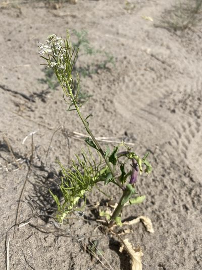 Thelypodium milleflorum, photographed by Matt Berger