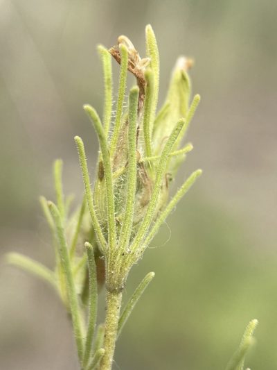 Cordylanthus ramosus, photographed by Matt Berger