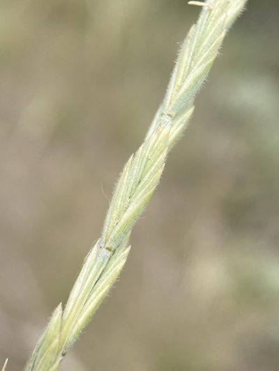 Elymus lanceolatus, photographed by Matt Berger