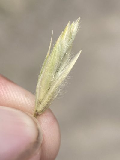 Leymus flavescens, photographed by Matt Berger