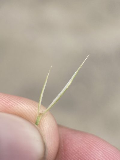 Leymus flavescens, photographed by Matt Berger