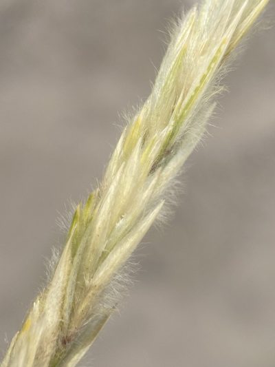 Leymus flavescens, photographed by Matt Berger