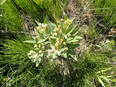 Asclepias ovalifolia, photographed by Mary Krieger