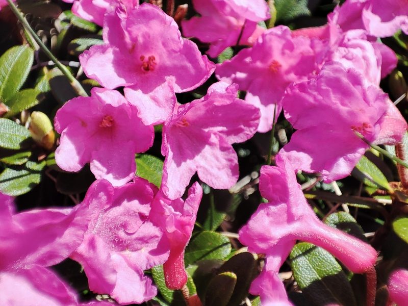 Rhododendron kotschyi, photographed by xulescu_g