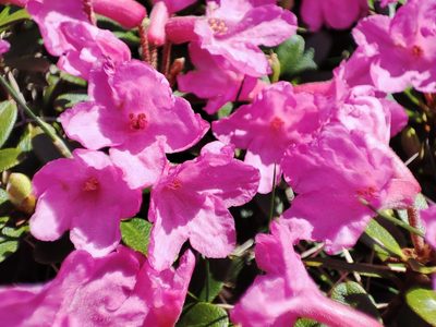 Rhododendron kotschyi, photographed by xulescu_g