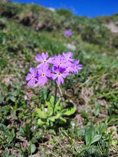 Primula halleri, photographed by xulescu_g