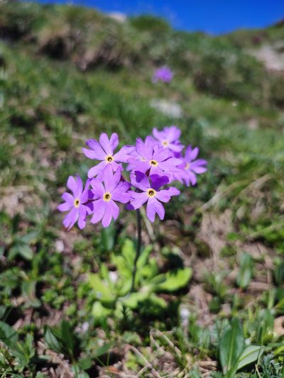 Primula halleri, photographed by xulescu_g