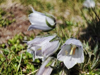 Campanula alpina, photographed by xulescu_g