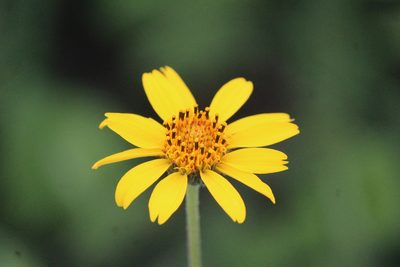 Verbesina longipes, photographed by José Belem Hernández Díaz