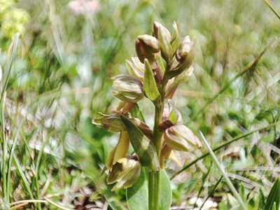 Dactylorhiza viridis, photographed by xulescu_g