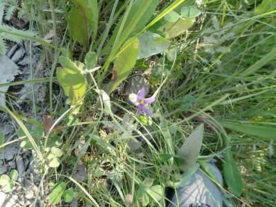 Sisyrinchium montanum, photographed by Mary Krieger