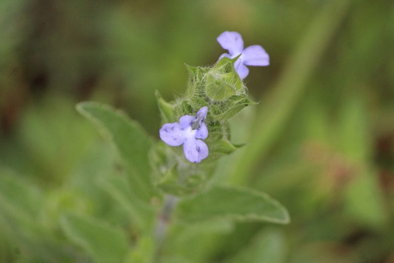 Salvia hirsuta, photographed by José Belem Hernández Díaz