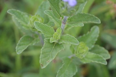 Salvia hirsuta, photographed by José Belem Hernández Díaz