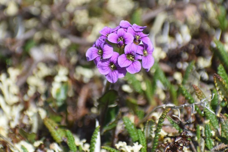 Cardamine purpurea, photographed by Syd Cannings