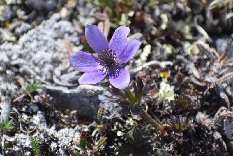 Pulsatilla multiceps, photographed by Syd Cannings