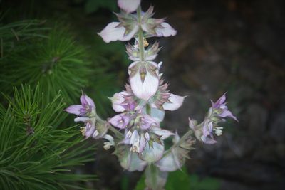 Salvia sclarea, photographed by Edmundas Greimas