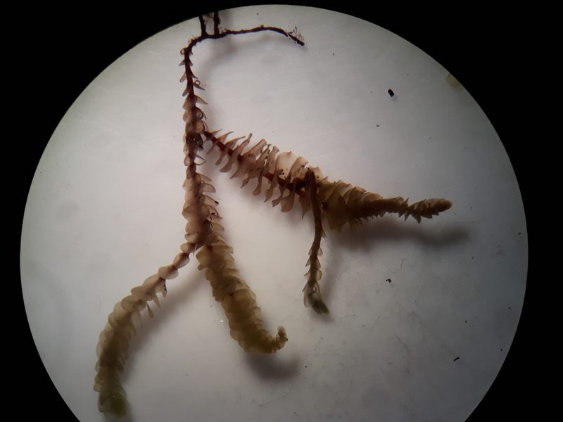 Chiastocaulon conjugatum, photographed by Leon Perrie