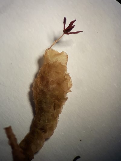 Chiastocaulon conjugatum, photographed by Leon Perrie