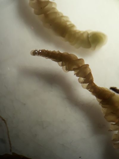 Chiastocaulon conjugatum, photographed by Leon Perrie