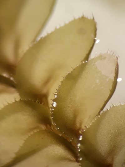 Plagiochila intertexta, photographed by Leon Perrie
