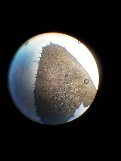 Plagiochila intertexta, photographed by Leon Perrie