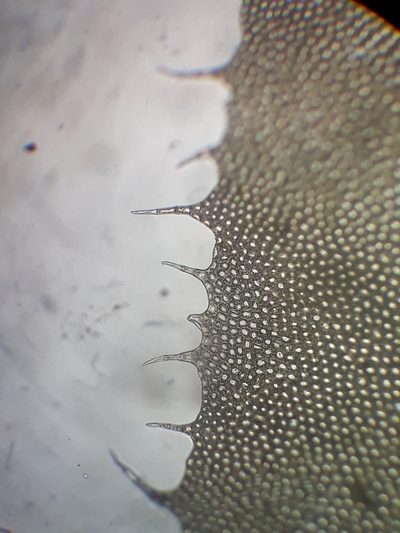 Plagiochila intertexta, photographed by Leon Perrie