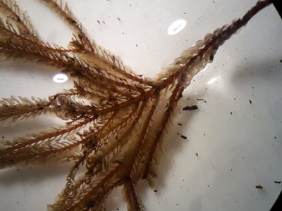 Plagiochila ramosissima, photographed by Leon Perrie