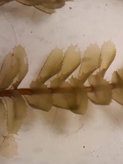 Plagiochila colensoi, photographed by Leon Perrie