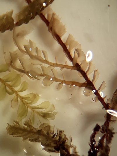 Plagiochila colensoi, photographed by Leon Perrie