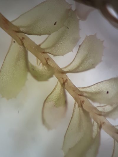 Plagiochila colensoi, photographed by Leon Perrie