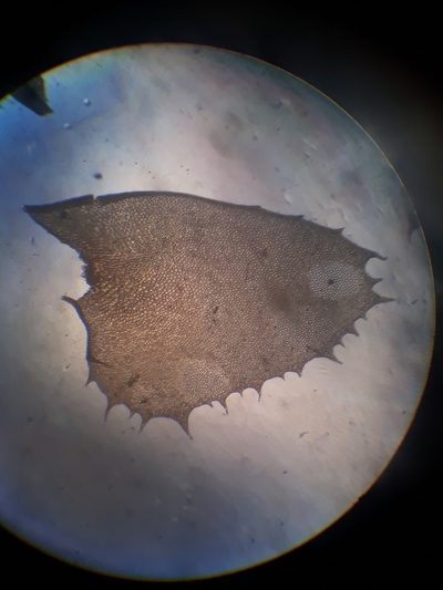 Plagiochila colensoi, photographed by Leon Perrie