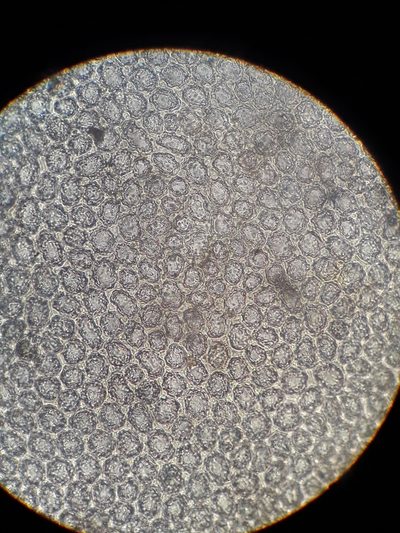 Plagiochila colensoi, photographed by Leon Perrie