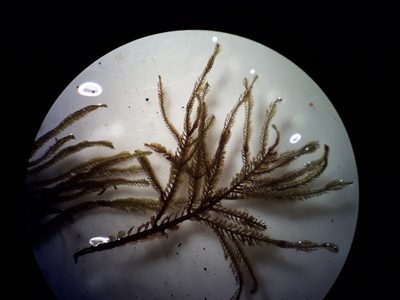 Plagiochila ramosissima, photographed by Leon Perrie
