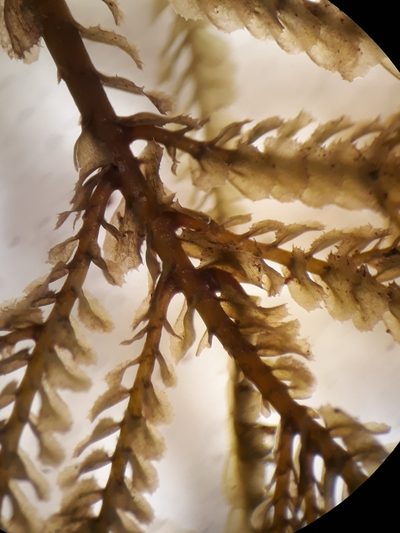 Plagiochila ramosissima, photographed by Leon Perrie