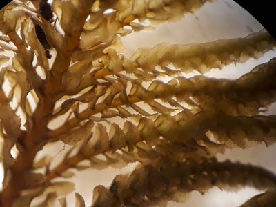 Plagiochila ramosissima, photographed by Leon Perrie