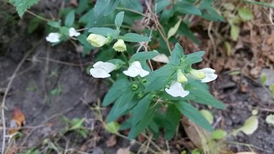 Scutellaria californica, photographed by Alex