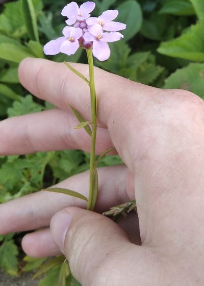Iberis umbellata, photographed by evgeniq_benihanov