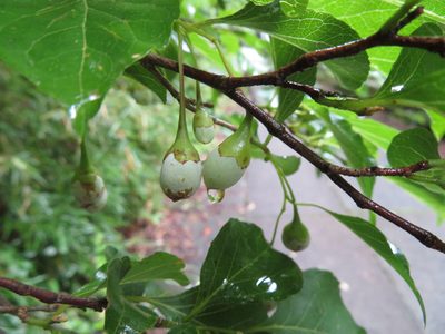 Styrax japonicus, photographed by Marco Mussita
