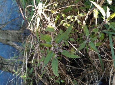 Urtica perconfusa, photographed by Joe Potter Butler