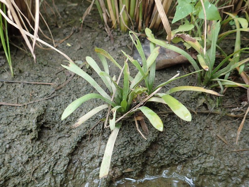 Sagittaria pygmaea, photographed by 葉子