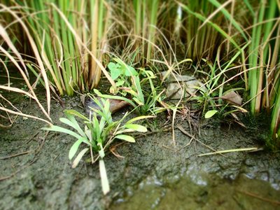 Sagittaria pygmaea, photographed by 葉子
