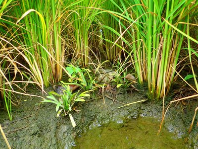 Sagittaria pygmaea, photographed by 葉子