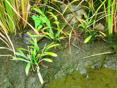 Sagittaria pygmaea, photographed by 葉子