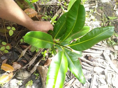 Calophyllum inophyllum, photographed by Navaneeth Sini George