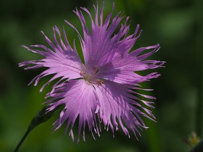 Dianthus longicalyx, photographed by 葉子