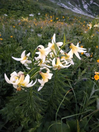 Lilium kesselringianum, photographed by dralex