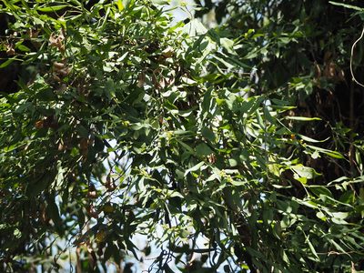 Pothos chinensis, photographed by 葉子