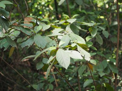 Wendlandia uvariifolia, photographed by 葉子
